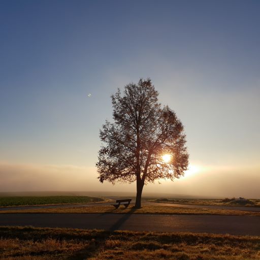 sonne baum bank